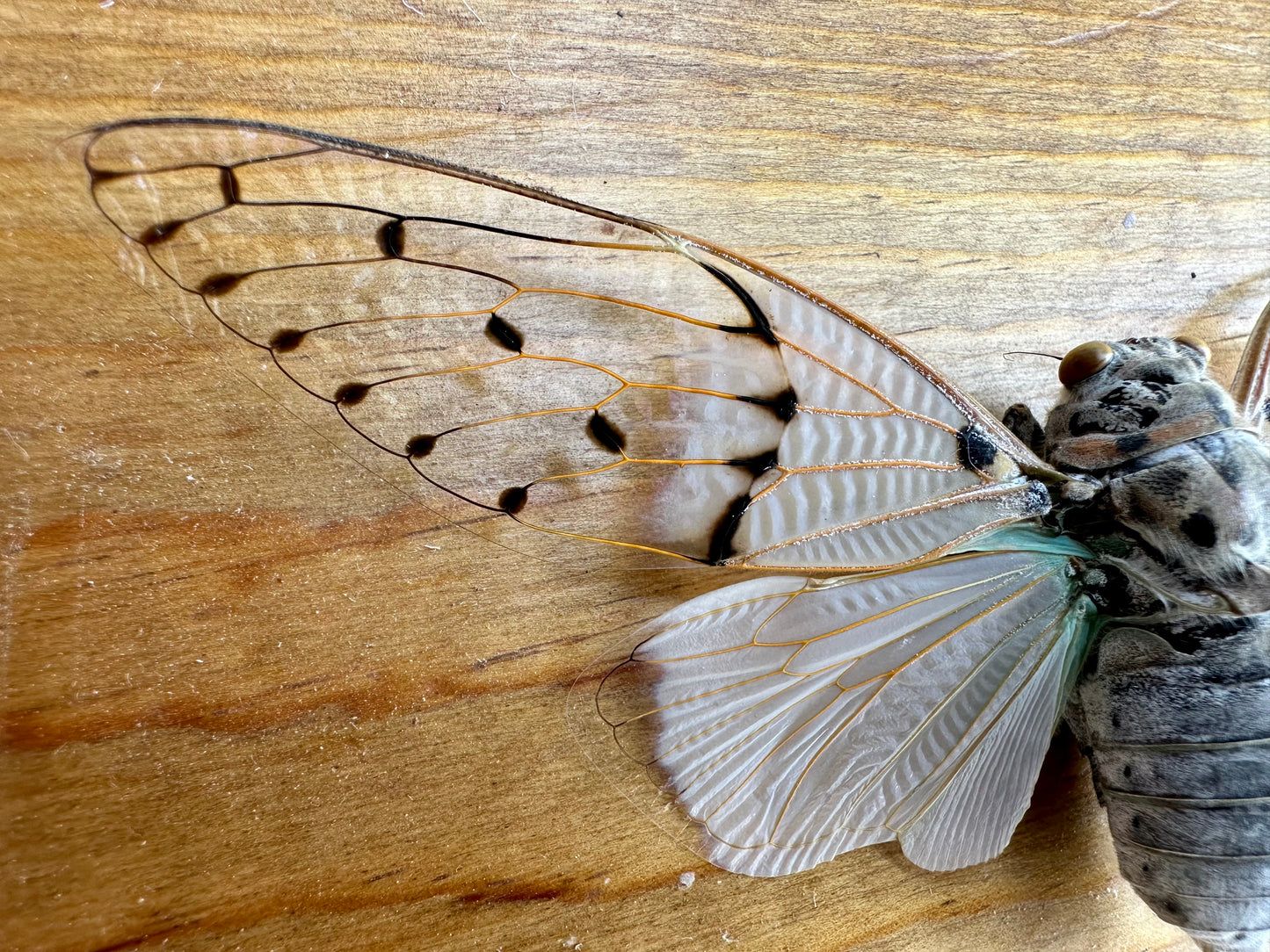 Ghost Cicada 'Ayuthia spectibilis' SPREAD insect