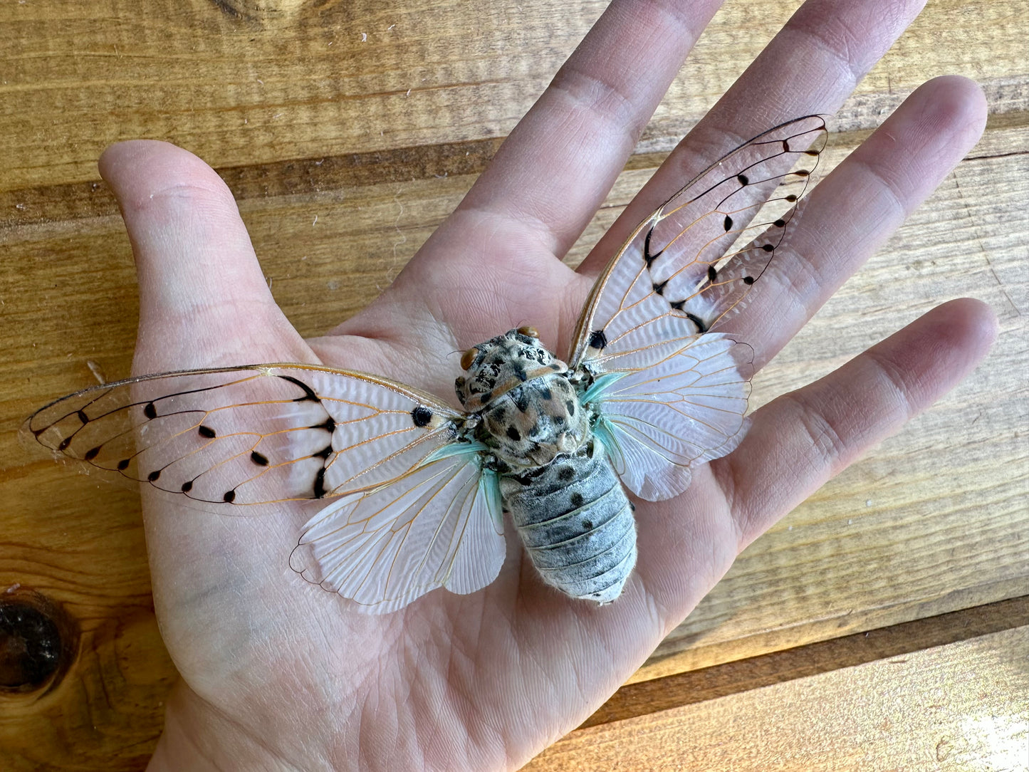 Ghost Cicada 'Ayuthia spectibilis' SPREAD insect