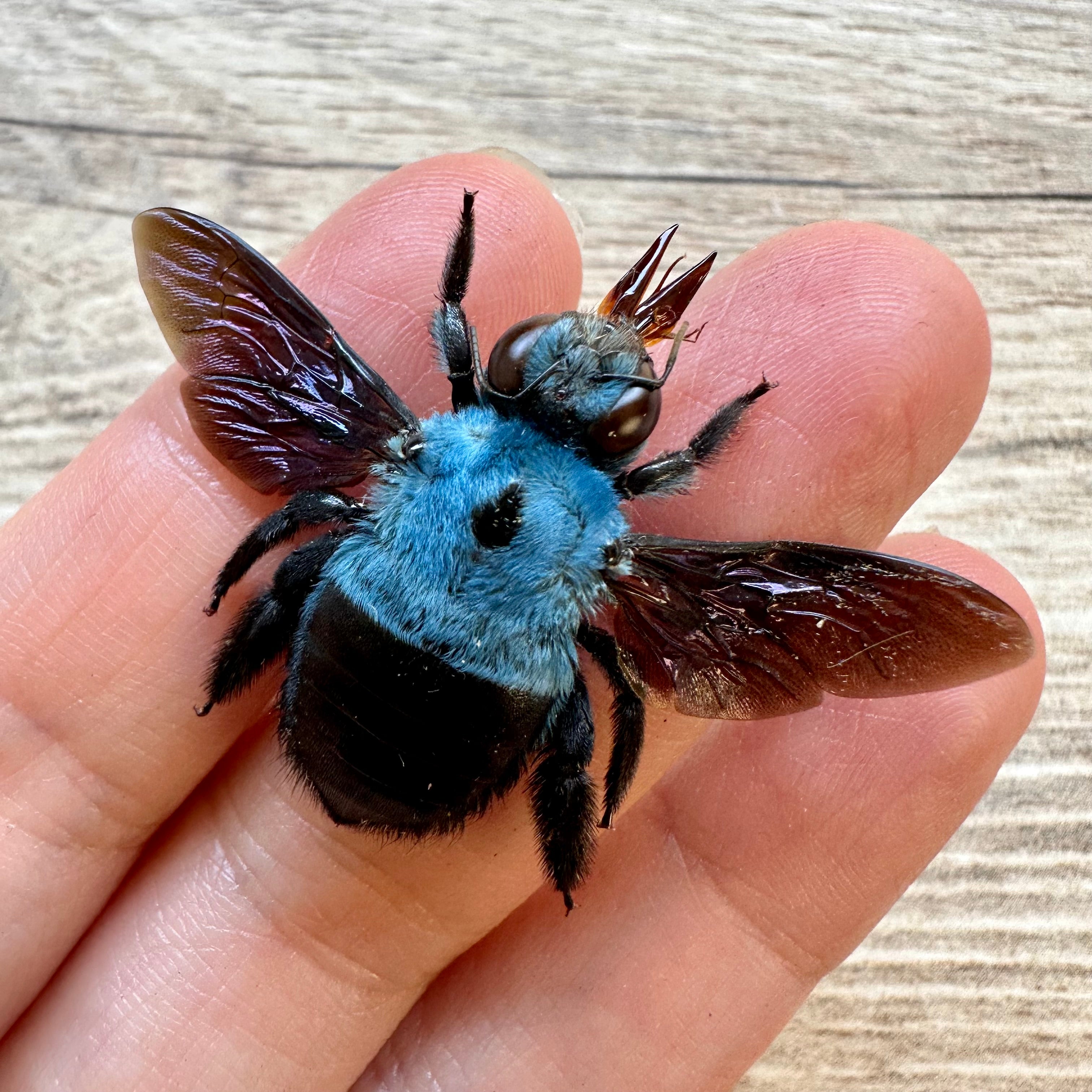 REAL Xylocopa Caerulea Blue Carpenter Bee For Sale The Little real-xylocopa-caerulea-blue-carpenter-bee-for-sale-the-little