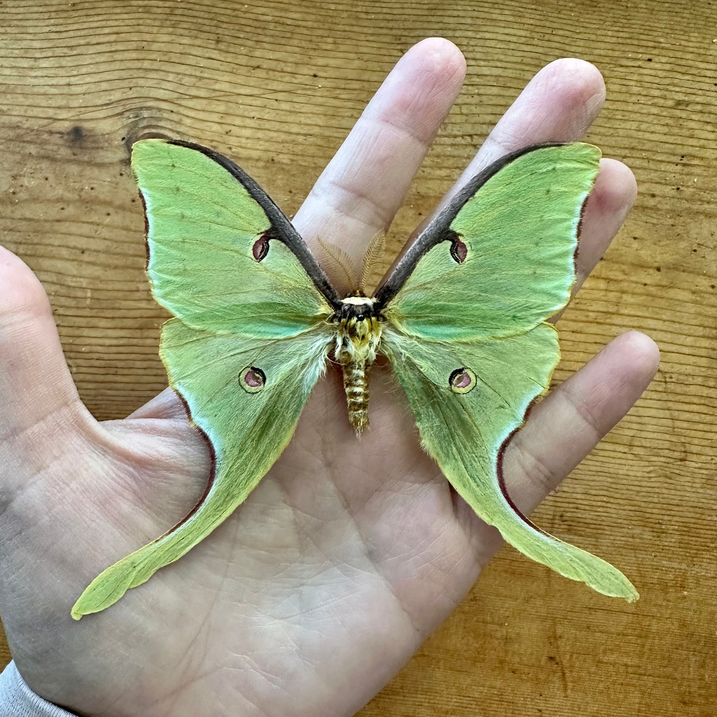 Actias luna REAL Green Luna Moon Moth