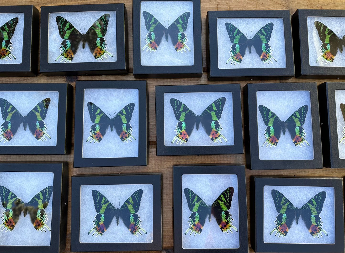 Madagascar Sunset Moth, Urania ripheus SPREAD and FRAMED