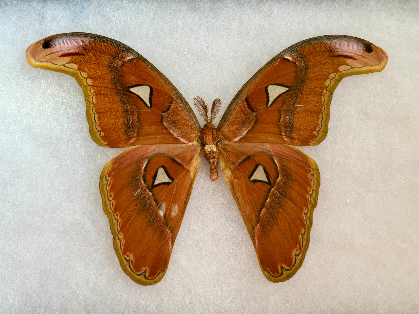 Atlas moth 'Attacus lorquini' SPREAD and FRAMED