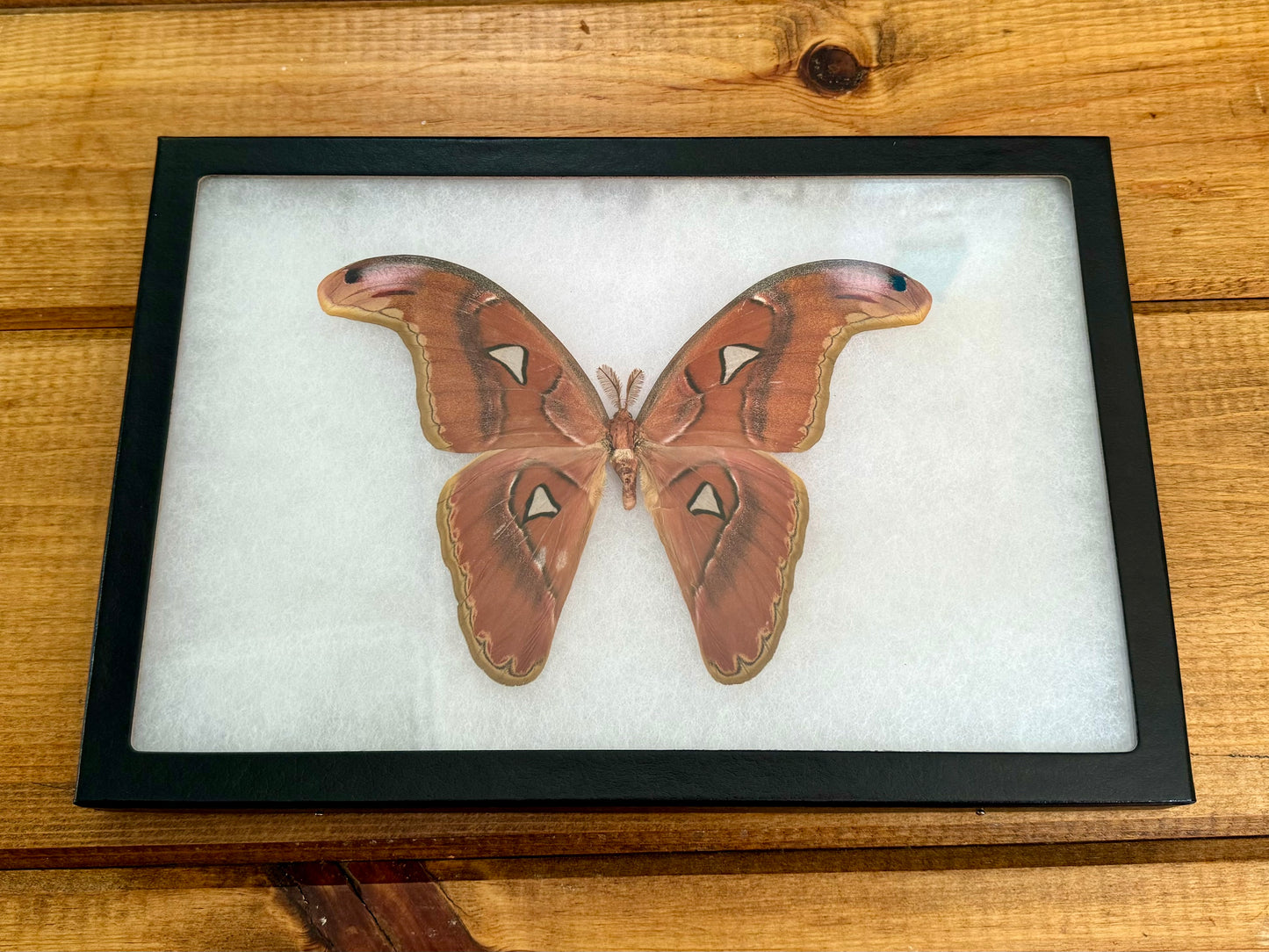 Atlas moth 'Attacus lorquini' SPREAD and FRAMED