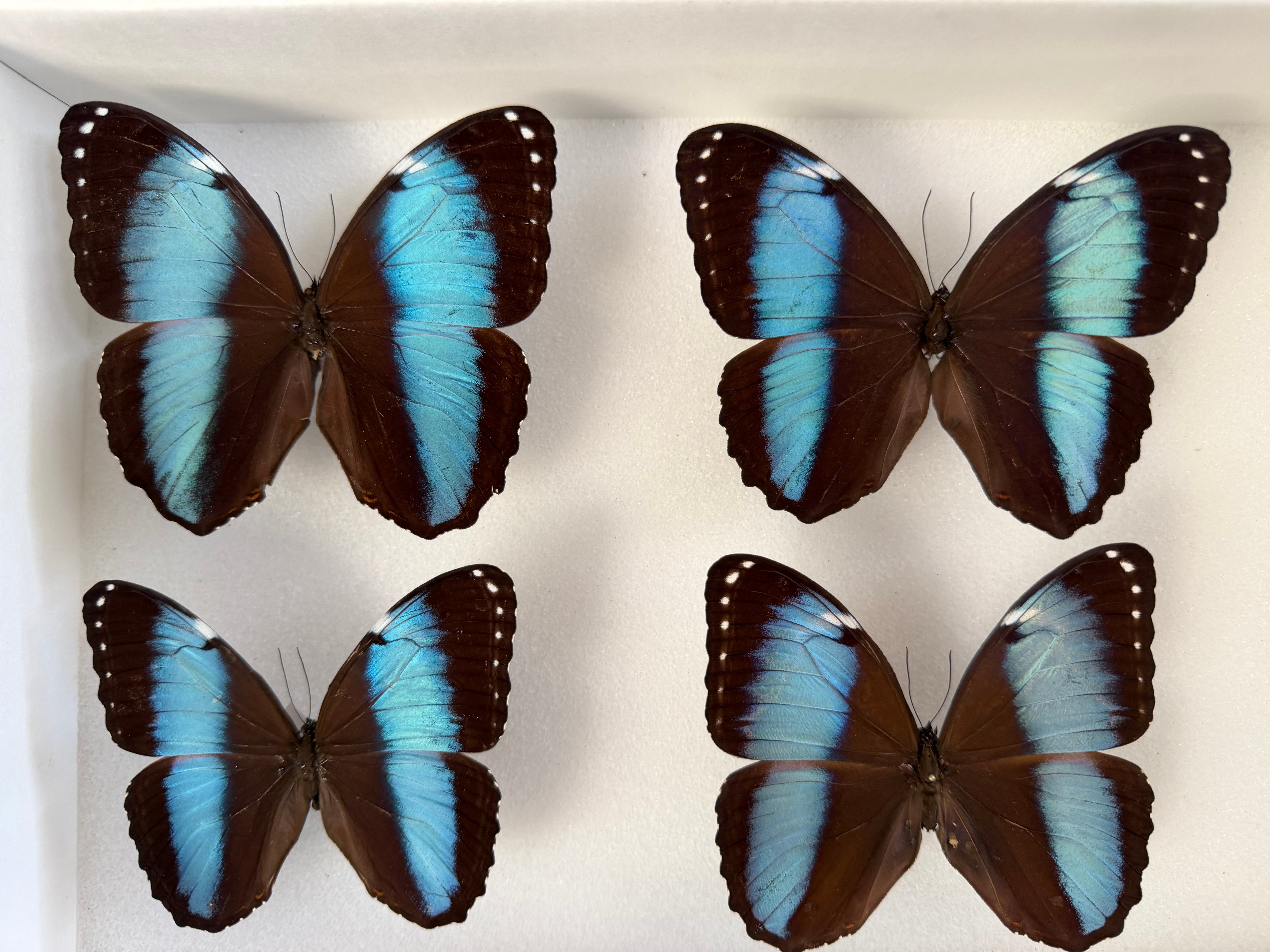 Morpho achilles, Blue-Banded Morpho, SPREAD Lot 313 – The Little