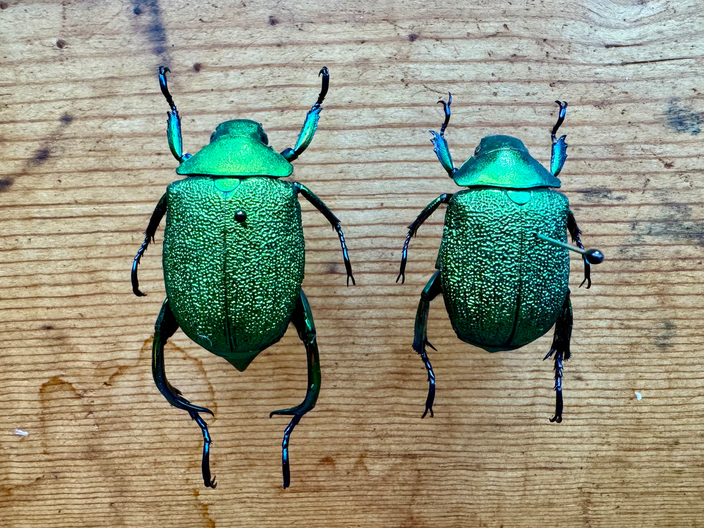 Shining Green Scarab leaf Chafer Beetle PAIR 'Chrysophora chrysochlora'
