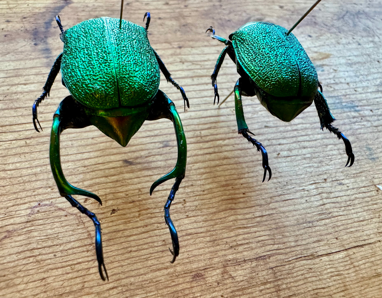 Shining Green Scarab leaf Chafer Beetle PAIR 'Chrysophora chrysochlora'