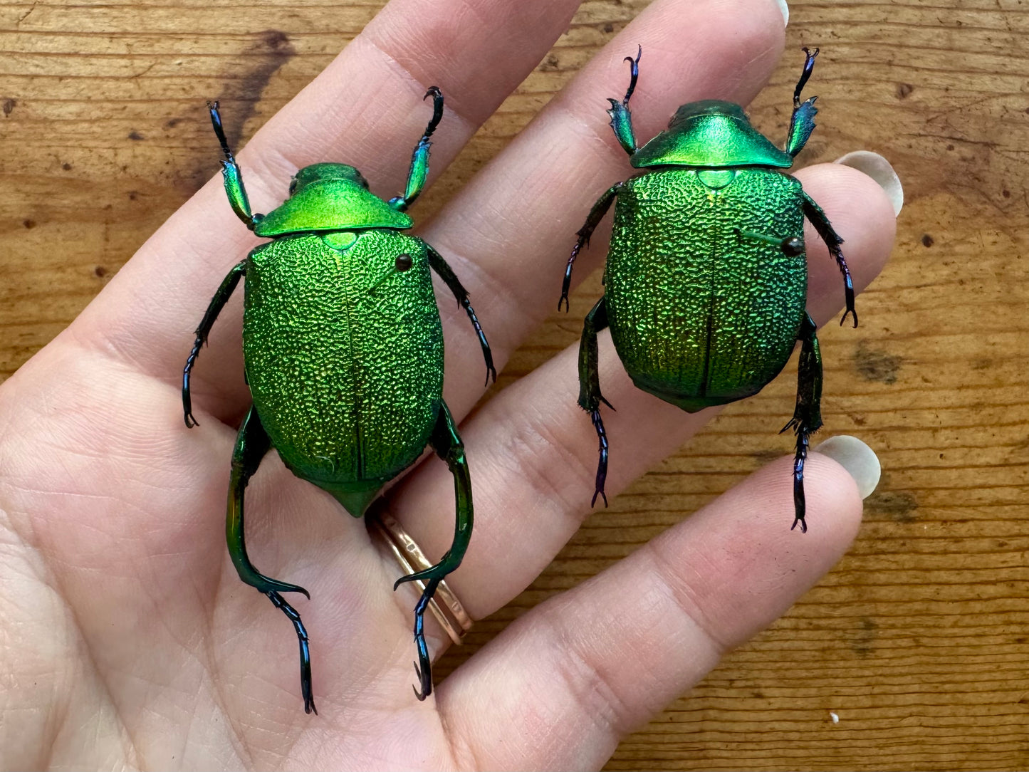 Shining Green Scarab leaf Chafer Beetle PAIR 'Chrysophora chrysochlora'