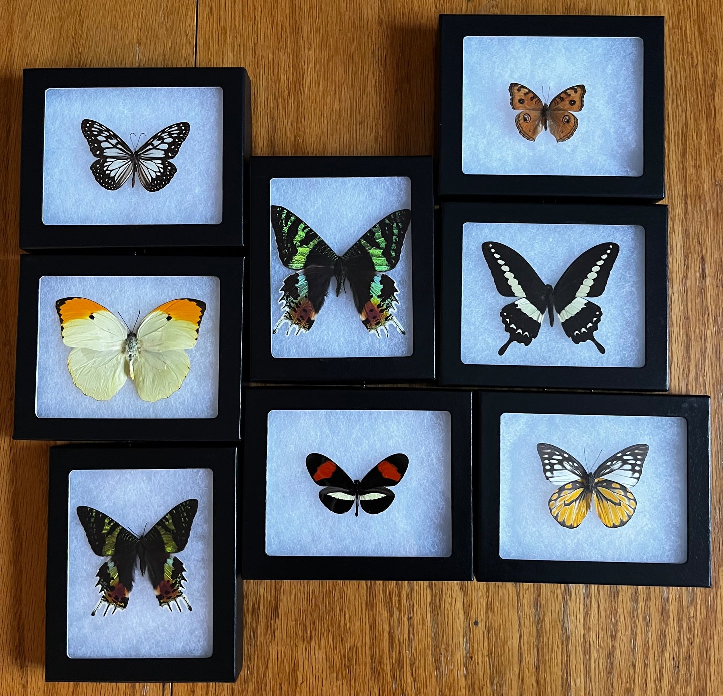 Mixed Riker Mount Frames
