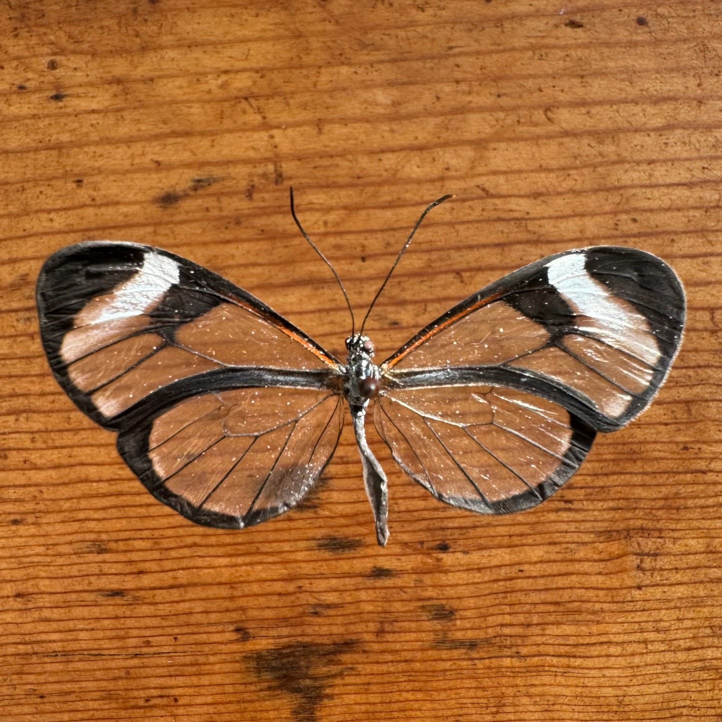 Small Glasswing Butterfly 'Greta oto'