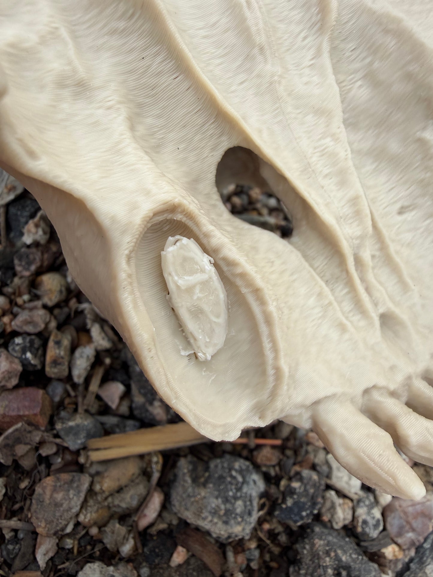Damaged Saber-tooth Tiger Skull Replica Lot 200