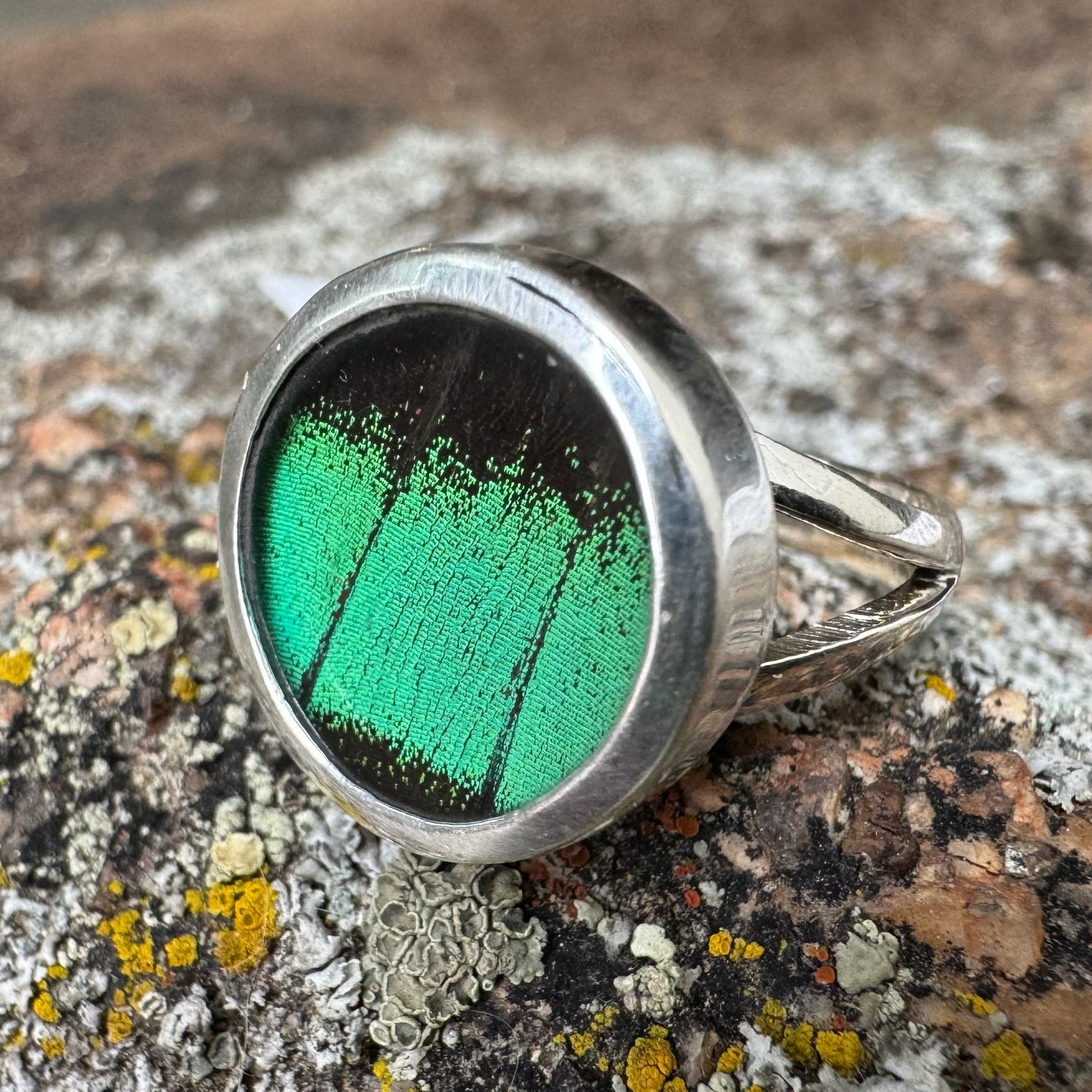 REAL Butterfly Peacock Swallowtail Wing Ring in 99.5 Fine Silver