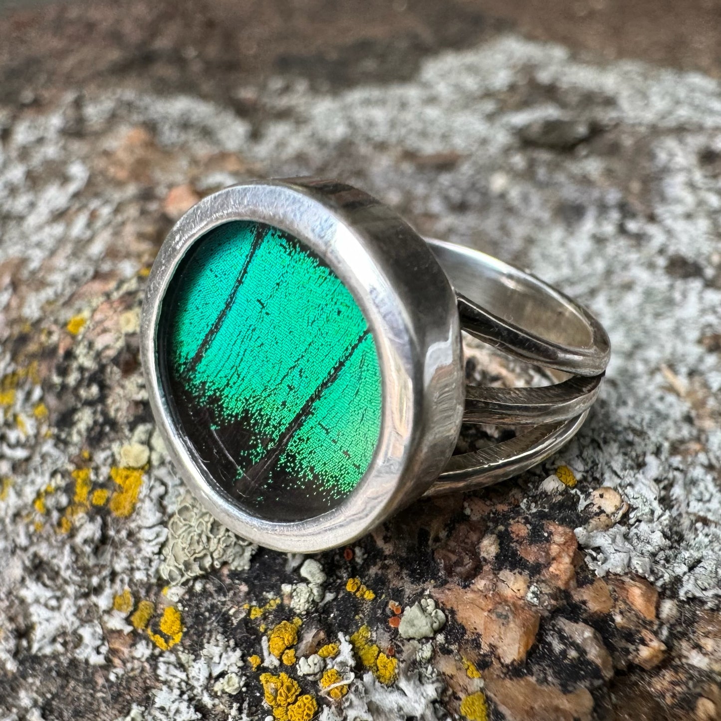 REAL Butterfly Peacock Swallowtail Wing Ring in 99.5 Fine Silver