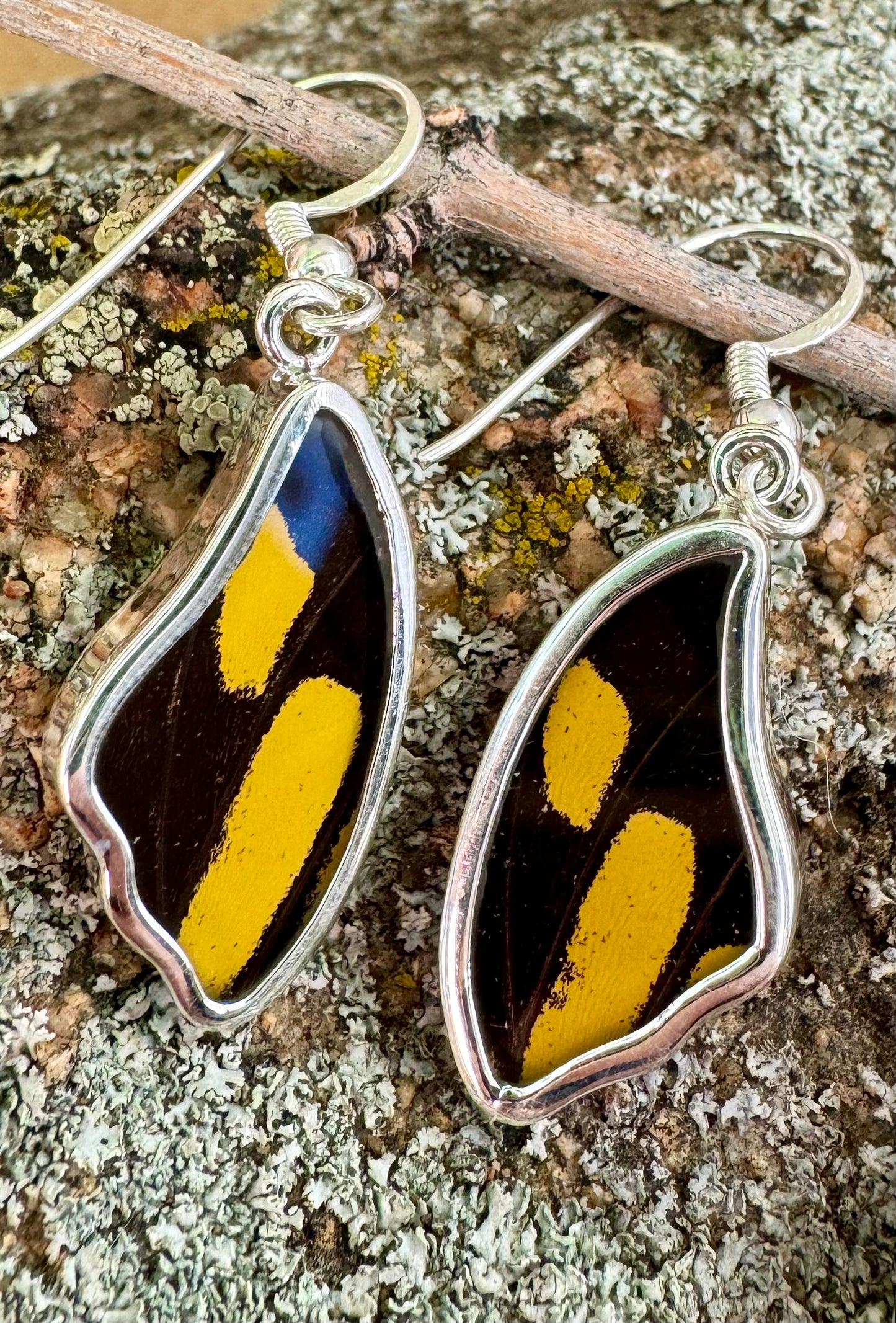 King Swallowtail Butterfly Wing Drop Earrings in 99.5 Fine Silver