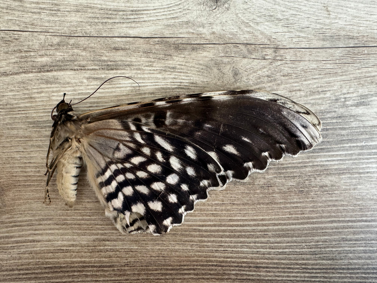 HUGE Thysania agrippina Moth Unspread