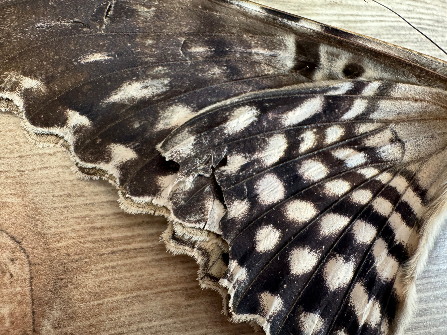 HUGE Thysania agrippina Moth Unspread