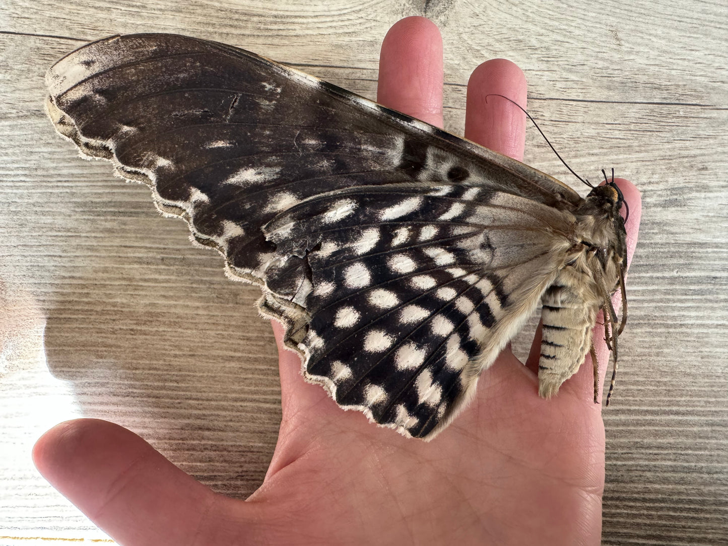 HUGE Thysania agrippina Moth Unspread