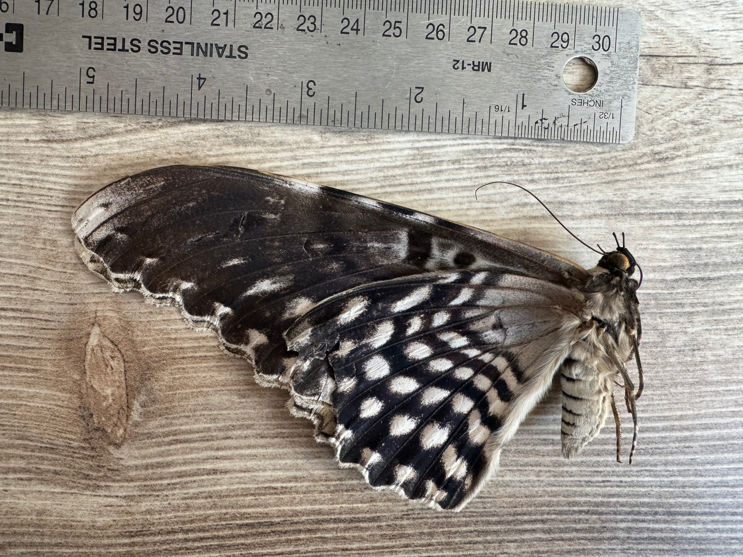 HUGE Thysania agrippina Moth Unspread