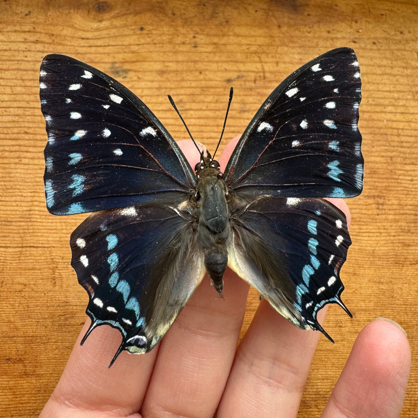 REAL Savannah Charaxes African Butterfly 'Charaxes etesipe'