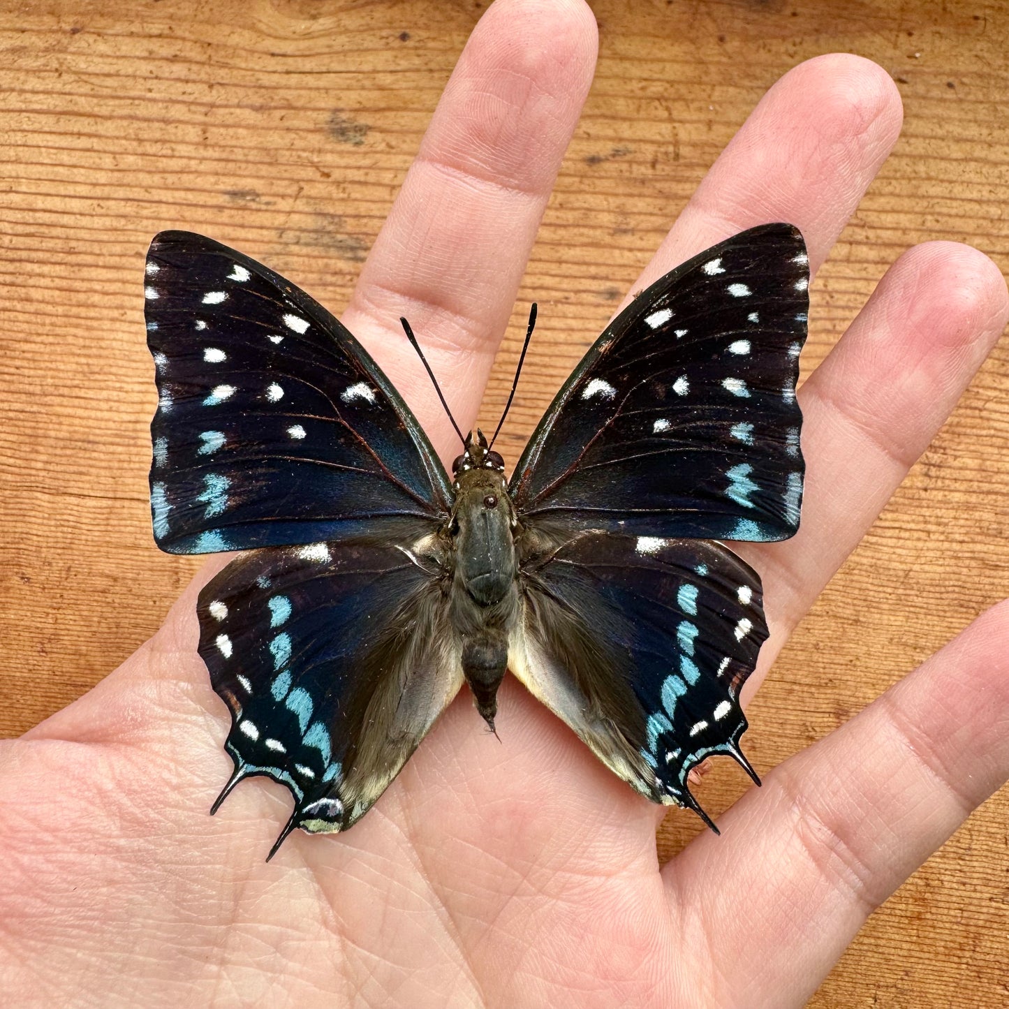 REAL Savannah Charaxes African Butterfly 'Charaxes etesipe'