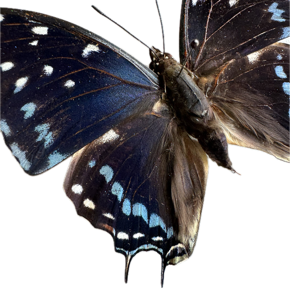 REAL Savannah Charaxes African Butterfly 'Charaxes etesipe'