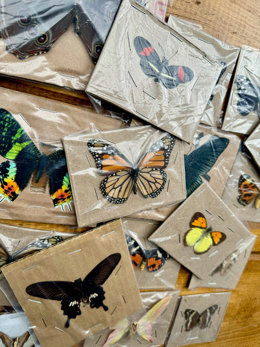 REAL Butterflies and Moths WINGS SPREAD open, Mixed Random Assortment