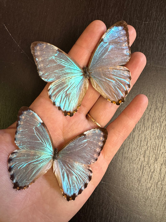 Blue Morpho Butterfly 'Morpho portis' A1- UNSPREAD