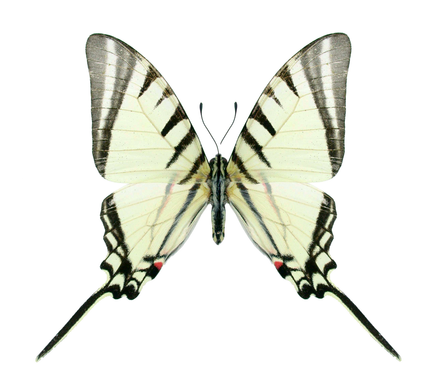 Eurytides agesilaus, Kite Swallowtail, Unpread