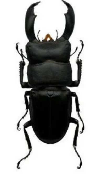 HUGE Stag Beetle Dorcus titanus typhon 70mm+ - Little Caterpillar Art Little Caterpillar Art