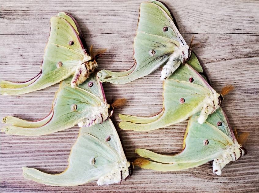 Actias luna REAL Green Luna Moon Moth