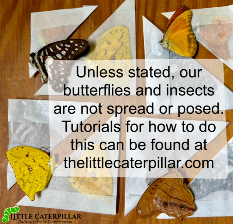 REAL Blue Morpho Butterfly, Morpho godarti, UNSPREAD