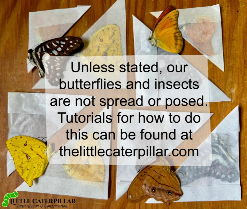 Real HUGE Longhorn Beetle, 'Batocera celebiana'