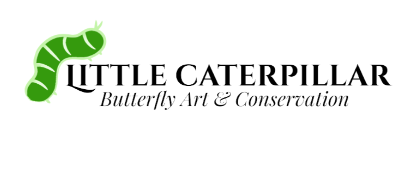 2 Spread Wallace's Golden Birdwing Butterflies PAIR Lot 316