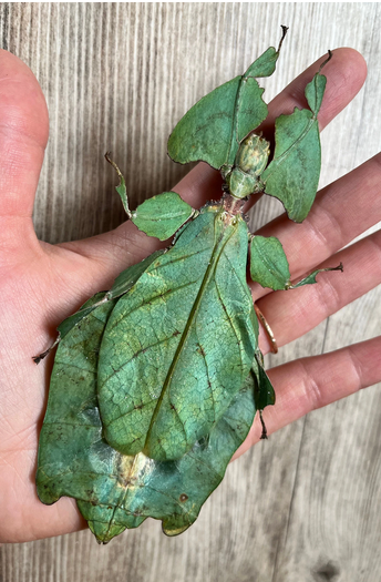 HUGE Phyllium giganteum, World’s Largest Leaf Insect! +140mm
