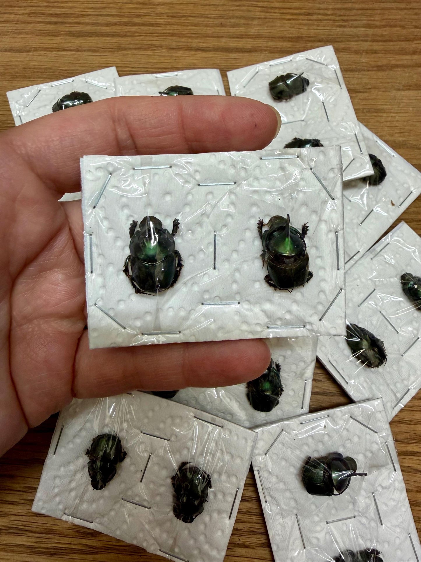 Emerald Dung Beetle PAIR 'Onthophagus mouhoti'