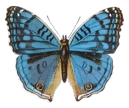 REAL Precis rhadama, Madagascar Blue Butterfly