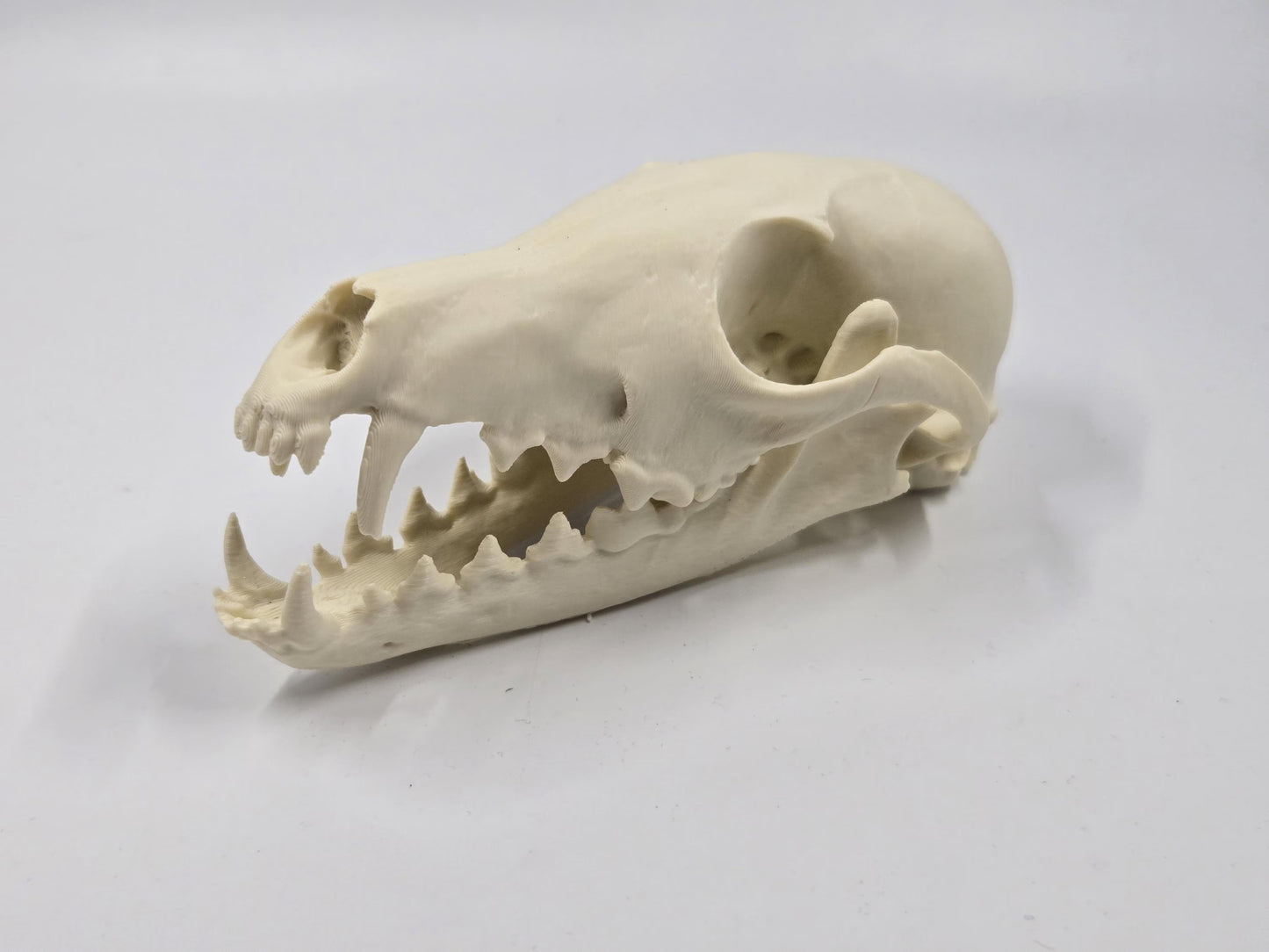 Fox Skull Replica, Full Size, Fossil Bone Specimen