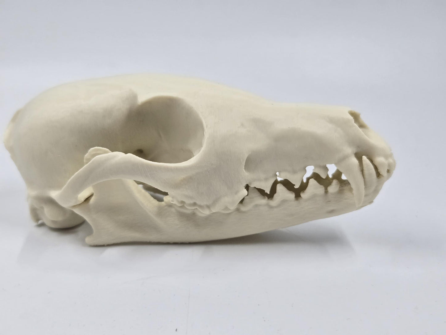Fox Skull Replica, Full Size, Fossil Bone Specimen