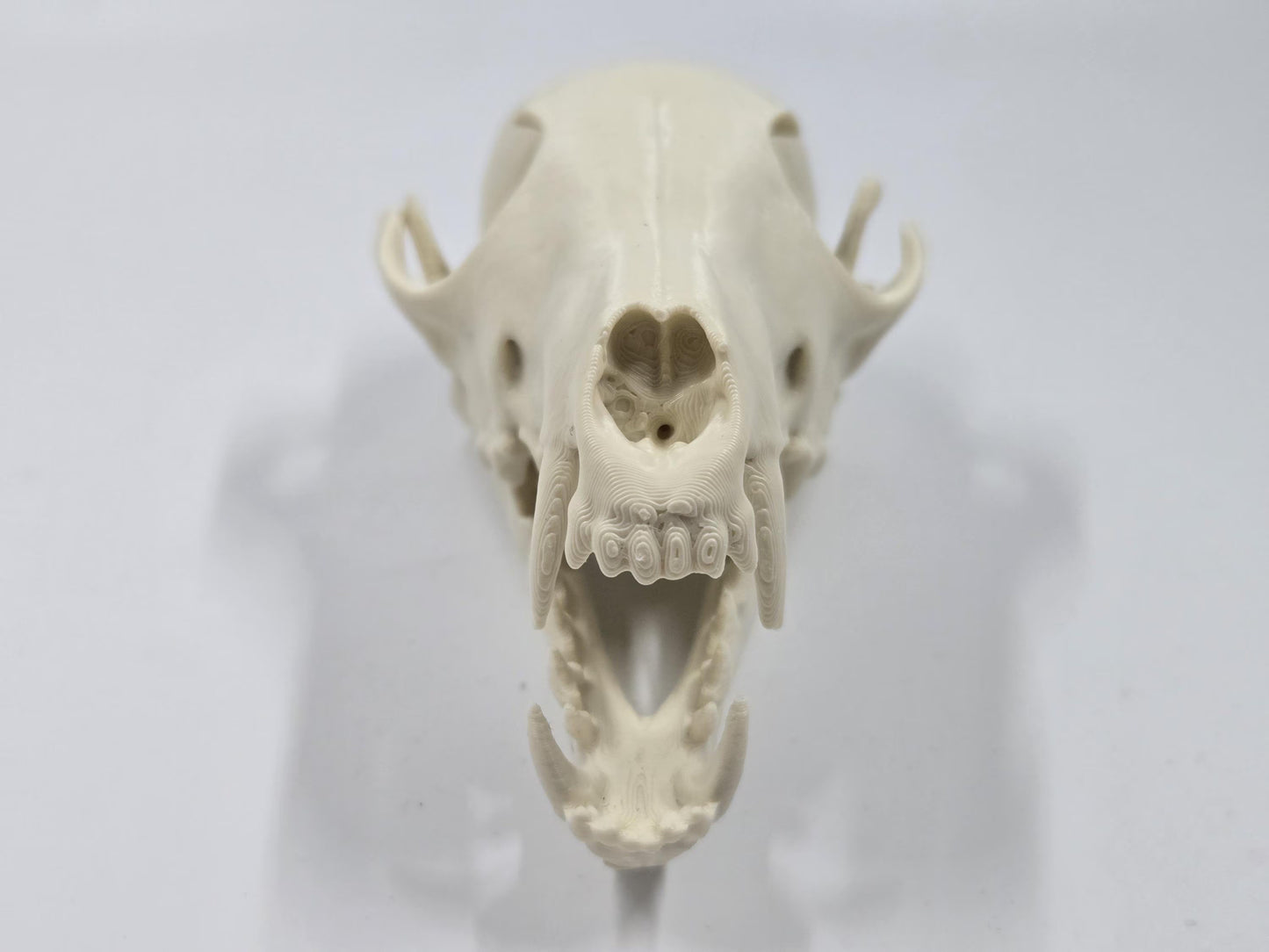 Fox Skull Replica, Full Size, Fossil Bone Specimen