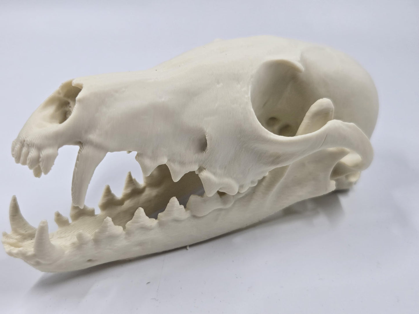 Fox Skull Replica, Full Size, Fossil Bone Specimen
