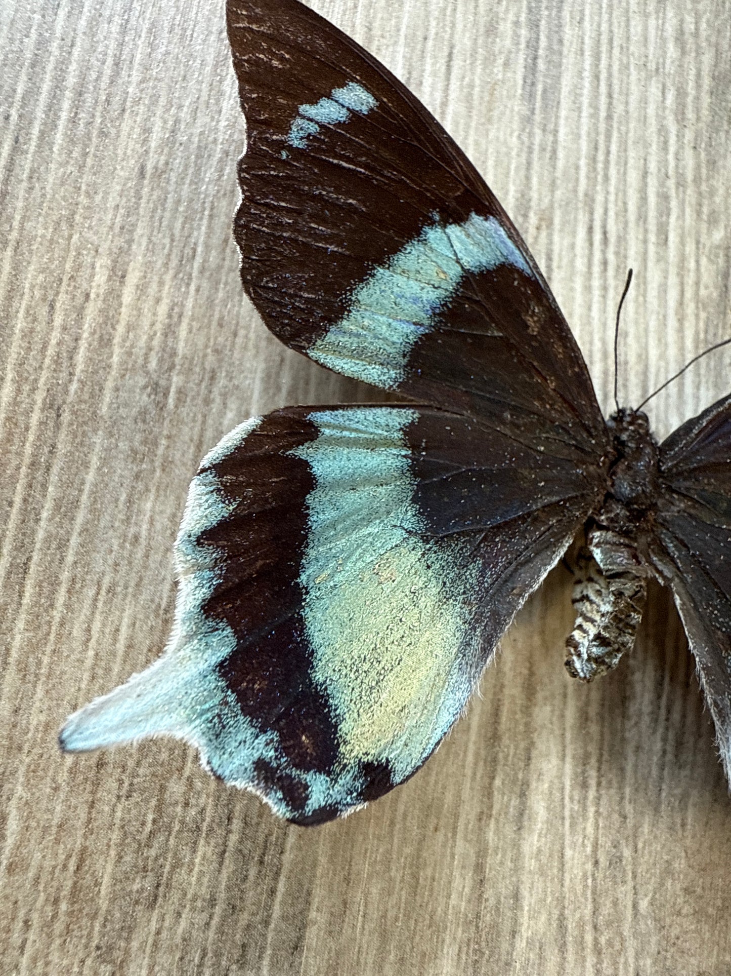 RARE! SPREAD Papilio laglaizei Female Swallowtail Butterfly