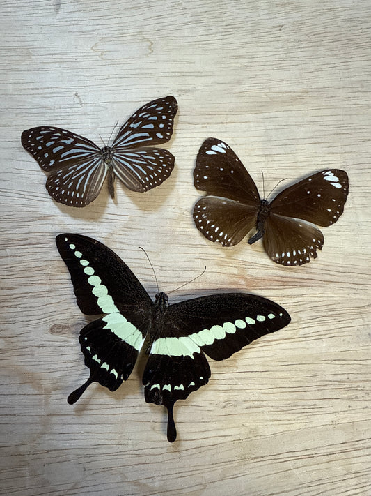 3 Spread butterflies, not framed Lot 510