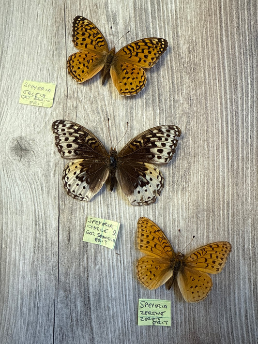 3 Spread Fritillary butterflies, not framed, A2, Lot 528