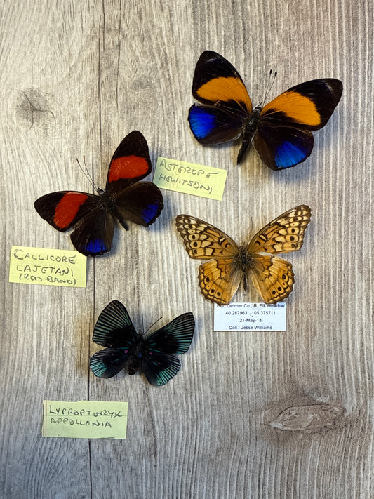 4 Spread butterflies, not framed, A2, Lot 537