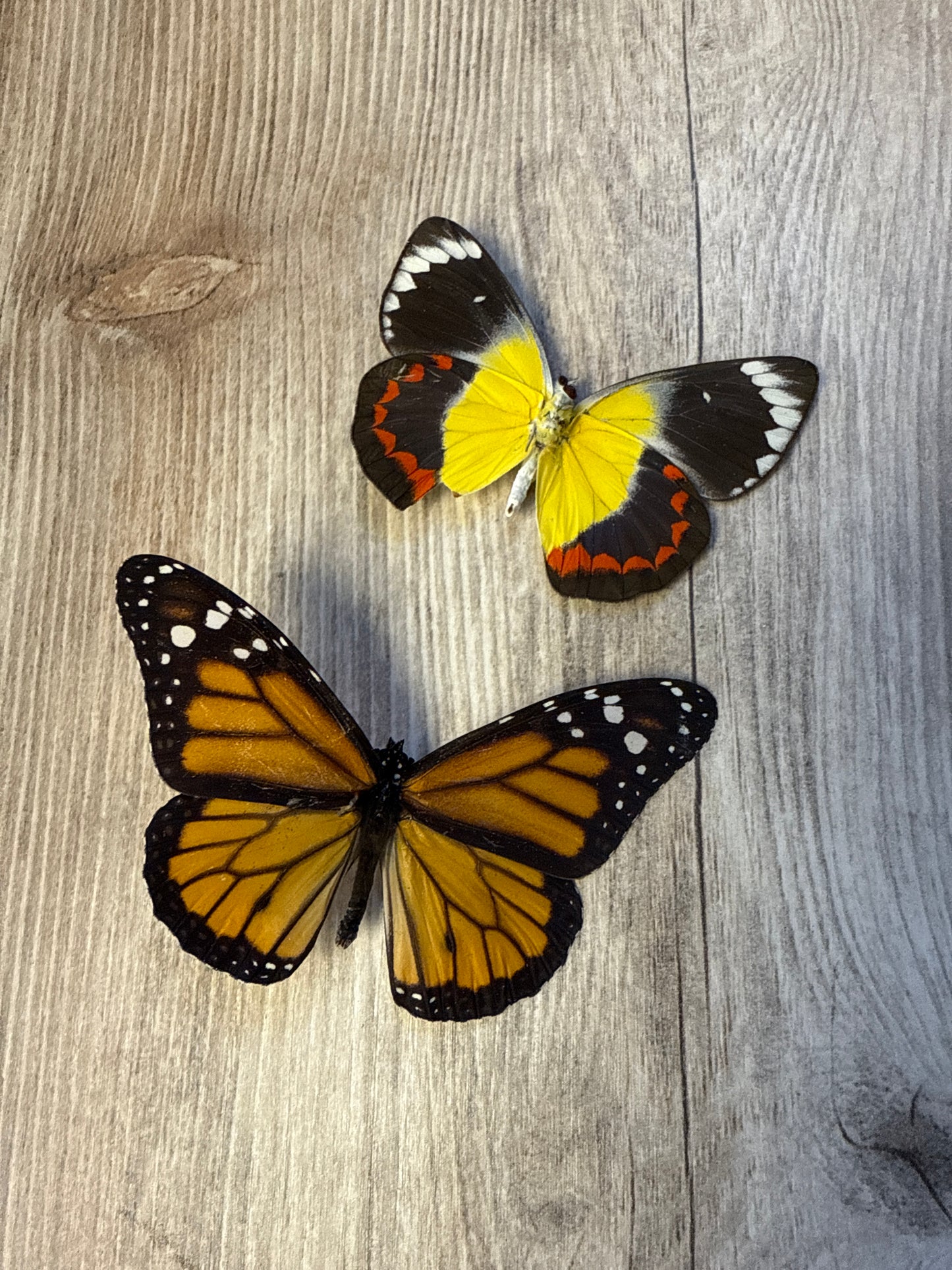 2 Spread butterflies, not framed Lot 500