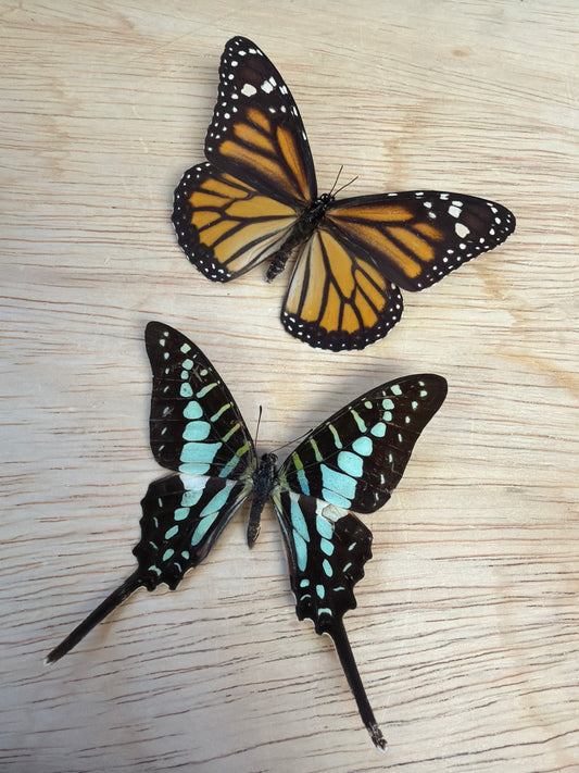 2 Spread butterflies, not framed Lot 523
