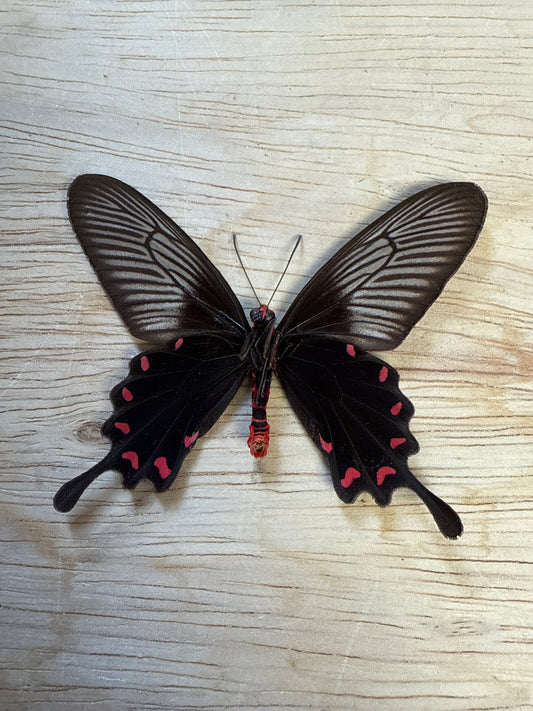 Spread Rose Swallowtail Butterfly, not framed Lot 512