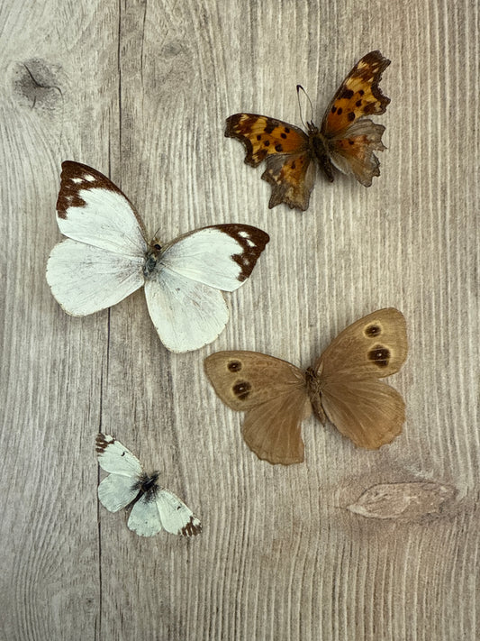4 Spread butterflies, not framed, A2, Lot 511