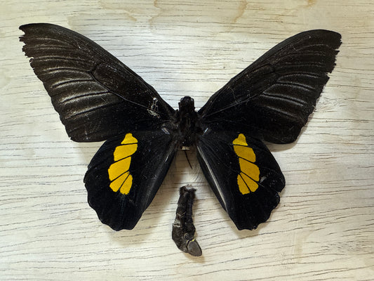 Spread Birdwing butterfly, not framed Lot 507