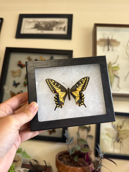 Tiger Swallowtail 'Papilio zelicaon' in a Riker Mount Frame
