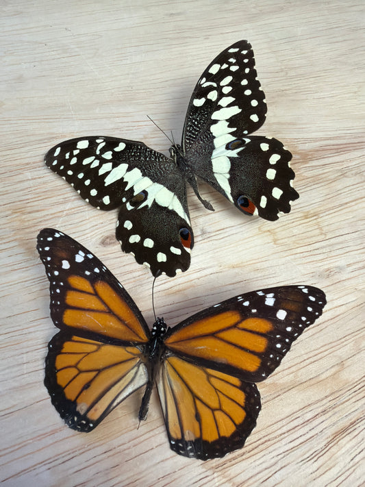 2 Spread butterflies, not framed Lot 500